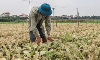 Cánh đồng rau Mê Linh tan tác, trắng xóa vì sâu