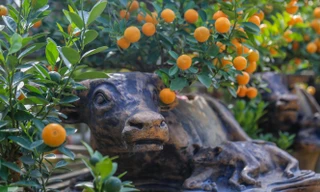 Độc đáo quất bonsai 'ngự' trên lưng trâu giá chục triệu