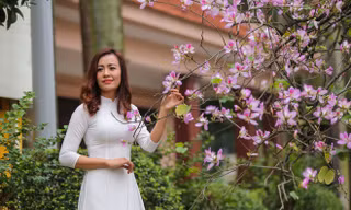 Hoa ban tím nở rực rỡ khắp phố phường Hà Nội