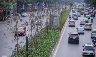 Gần 3 năm chăm sóc, hàng cây phong nứt toác, trụi lá