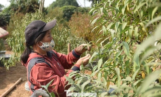 Dân làng đào Nhật Tân tất bật tuốt lá cho hoa nở đúng Tết Nguyên đán
