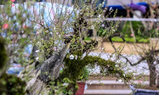 Nhất chi mai cổ từ Sa Pa 'đổ bộ' về Thủ đô đón Tết