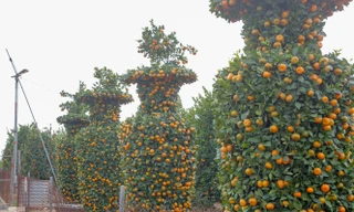 Quýt lục bình khổng lồ cao hơn 3m giá chục triệu 'chào hàng' đón Tết Tân Sửu