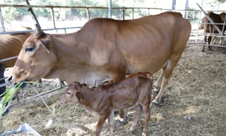 Bò tót gầy trơ xương được phục hồi và sinh con