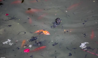 Cá chép vàng tiễn ông Táo vừa thả đã chết nổi ở hồ Hoàng Cầu