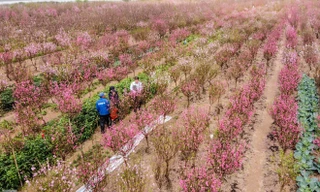 Đào bung nở sớm, người dân Nhật Tân thấp thỏm lo 'trắng tay'