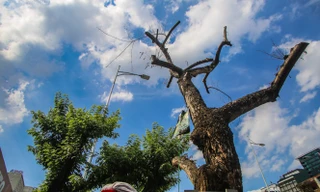 Nhiều cây sưa 'tiền tỷ' trên đường phố Hà Nội dần chết khô trong bọc sắt