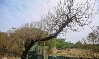 Đào cổ thụ có giá thuê hàng chục triệu xuống phố sớm