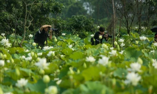 Đầm sen trắng mênh mông, hiếm có ở Hà Nội