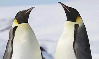 Chim cánh cụt sẽ biến mất trong thế kỷ này