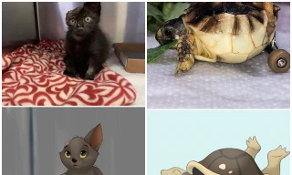 Nữ họa sĩ 9X được “săn lùng” nhờ vẽ những thú cưng tàn tật thành nhân vật hoạt hình Disney