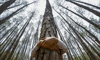 Dân Iceland kêu gọi mỗi ngày ôm cây 5 phút để giải tỏa áp lực cách ly tại nhà