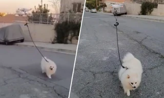 Chàng trai này sẽ gợi ý cho bạn cách dắt “Boss” đi dạo mùa dịch Covid-19!