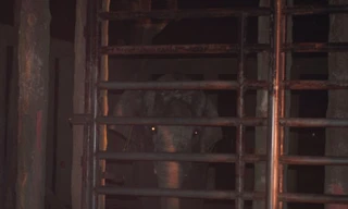 'Voi quật chết người' vì bị stress?