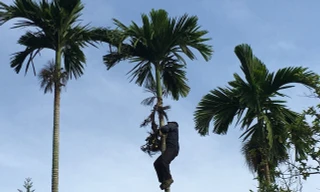 Rùng mình với cách chống trộm cau bằng... dao lam