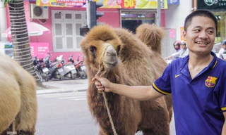 Bất ngờ lạc đà "sải bước" giữa phố Thủ đô