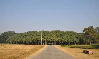 Cây đa khổng lồ.