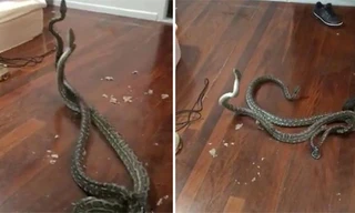 Cặp rắn chui vào nhà dân tử chiến
