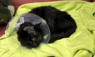 Chú mèo sống sót kỳ diệu dù bị bắn trúng 18 viên đạn