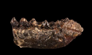 Tìm thấy hoá thạch động vật là “tổ tiên” sớm nhất của con người