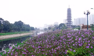 Ngỡ ngàng dải hoa chiều tím thơ mộng bên sông Tô Lịch