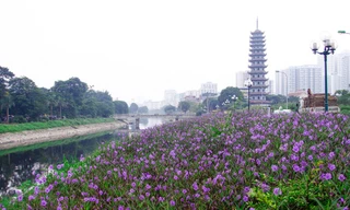 Ngỡ ngàng dải hoa chiều tím thơ mộng bên sông Tô Lịch