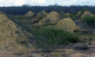 Bí ẩn những gò mối 4.000 năm tuổi ở Brazil