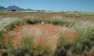 Những hình tròn bí ẩn trên hoang mạc châu Phi