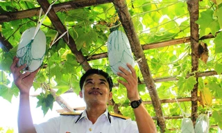 Thiếu tá Hải và giàn bầu bí Ảnh: N.H