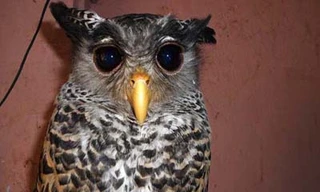 Hoảng vì chim cú 'định cư' luôn trên nóc tủ