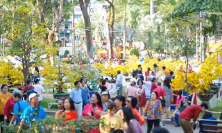 Ngắm những cây Mai thế độc đáo trong vườn hoa Tao Đàn
