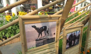 Những chú chó huyền thoại xuất hiện ở Hội xuân Phú Mỹ Hưng