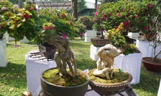 Chiêm ngưỡng nhiều cây bon sai độc lạ tại Hội hoa Xuân Tao Đàn