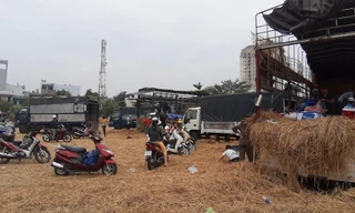 Người Sài Gòn 'giải cứu dưa' giúp nông dân Bình Định