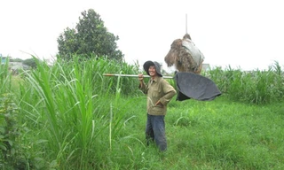 Nghề bắt cào cào mưu sinh