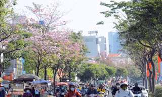 Kỳ lạ hoa kèn hồng nở rực rỡ đúng dịp Tết Nguyên Tiêu ở TPHCM
