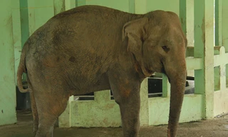 Cận cảnh chú voi còn lại trong vườn thú Hà Nội