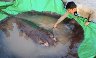 Con cá đuối nặng khoảng 300kg. (Ảnh: AP)