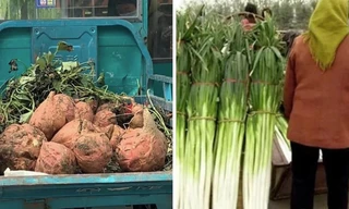 Hình ảnh những củ khoai lang to hơn đầu người và cây hành cao ngang người trong video được chia sẻ gần đây