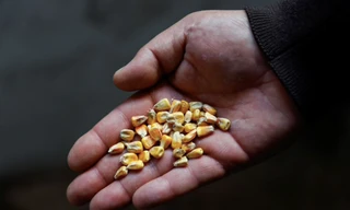 Một lượng lớn ngũ cốc đang mắc kẹt trong các cảng biển của Ukraine. (Ảnh minh hoạ: Reuters)