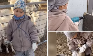 Cậu bé 5 tuổi khiến nhiều người thán phục vì kỹ năng làm nhiều công việc trong trang trại