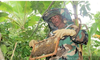 Việt Mỹ áp thuế hơn 400% sẽ ảnh hưởng trực tiếp đến công ăn việc làm, sinh kế của nhiều gia đình nuôi ong và nông dân. (Ảnh: DV)