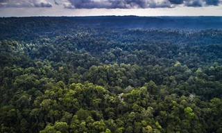 Vùng Kalimantan dự kiến sẽ trở thành nơi đặt thủ đô mới của Indonesia