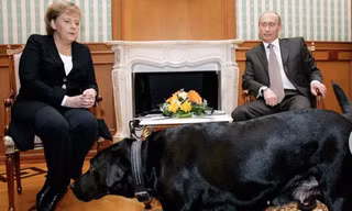 Chú chó Koni có mặt trong cuộc Tổng thống Nga Vladimir Putin tiếp Thủ tướng Đức Angela Merkel năm 2007. (Ảnh: Getty)