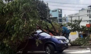 TPHCM: Mưa dông mạnh, cây xanh bật gốc đè trúng 3 xe ô tô 