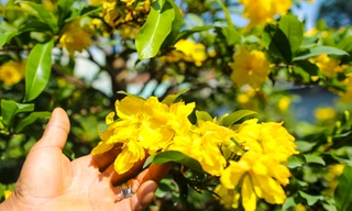 Mai vàng bung nụ sớm, nhiều nhà vườn ở TPHCM lo mất Tết 