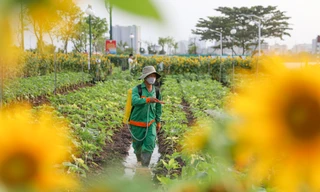 Bờ sông Sài Gòn trồng thêm 20.000 cây hướng dương phục vụ Tết Nguyên đán