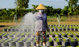 Làng hoa Tết lớn nhất TPHCM tất bật cho vụ cuối năm