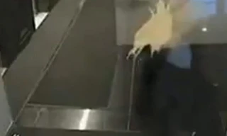 Những tai nạn hài hước vì cửa kính trong