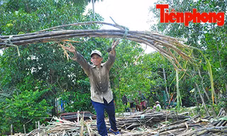 Hậu Giang: Dân trồng mía 'điêu đứng' vì nước lũ